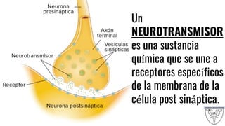 Un
NEUROTRANSMISOR
es una sustancia
química que se une a
receptores específicos
de la membrana de la
célula post sináptica.
 