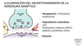4) ELIMINACIÓN DEL NEUROTRANSMISOR DE LA
HENDIDURA SINÁPTICA
 