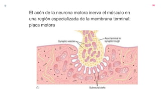 +
El axón de la neurona motora inerva el músculo en
una región especializada de la membrana terminal:
placa motora
36
 