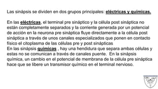 Las sinápsis se dividen en dos grupos principales: eléctricas y químicas.
En las eléctricas, el terminal pre sináptico y la célula post sináptica no
están completamente separados y la corriente generada por un potencial
de acción en la neurona pre sináptica fluye directamente a la célula post
sináptica a través de unos canales especializados que ponen en contacto
físico el citoplasma de las células pre y post sinápticas
En las sinápsis químicas , hay una hendidura que separa ambas células y
estas no se comunican a través de canales puente. En la sinápsis
química, un cambio en el potencial de membrana de la célula pre sináptica
hace que se libere un transmisor químico en el terminal nervioso.
 