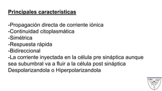 Principales características
-Propagación directa de corriente iónica
-Continuidad citoplasmática
-Simétrica
-Respuesta rápida
-Bidireccional
-La corriente inyectada en la célula pre sináptica aunque
sea subumbral va a fluir a la célula post sináptica
Despolarizandola o Hiperpolarizandola
 