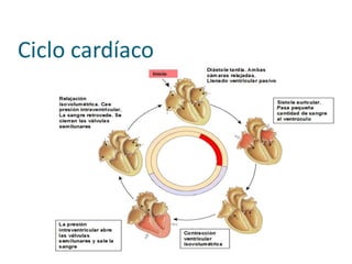 Ciclo cardíaco
 