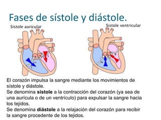 Fases de sístole y diástole.
El corazón impulsa la sangre mediante los movimientos de
sístole y diástole.
Se denomina sístole a la contracción del corazón (ya sea de
una aurícula o de un ventrículo) para expulsar la sangre hacia
los tejidos.
Se denomina diástole a la relajación del corazón para recibir
la sangre procedente de los tejidos.
Sistole auricular Sistole ventricular
 