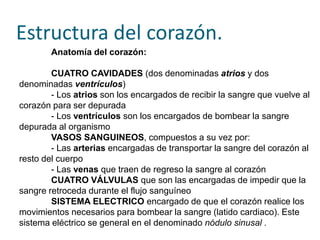 Estructura del corazón.
Anatomía del corazón:
CUATRO CAVIDADES (dos denominadas atrios y dos
denominadas ventrículos)
- Los atrios son los encargados de recibir la sangre que vuelve al
corazón para ser depurada
- Los ventrículos son los encargados de bombear la sangre
depurada al organismo
VASOS SANGUINEOS, compuestos a su vez por:
- Las arterias encargadas de transportar la sangre del corazón al
resto del cuerpo
- Las venas que traen de regreso la sangre al corazón
CUATRO VÁLVULAS que son las encargadas de impedir que la
sangre retroceda durante el flujo sanguíneo
SISTEMA ELECTRICO encargado de que el corazón realice los
movimientos necesarios para bombear la sangre (latido cardiaco). Este
sistema eléctrico se general en el denominado nódulo sinusal .
 
