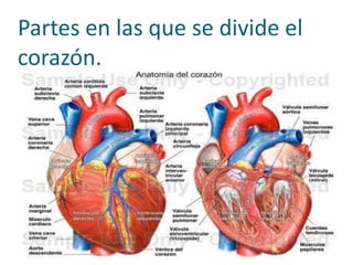 Partes en las que se divide el
corazón.
 