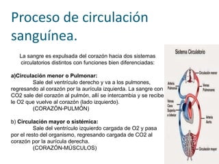 Proceso de circulación
sanguínea.
La sangre es expulsada del corazón hacia dos sistemas
circulatorios distintos con funciones bien diferenciadas:
a)Circulación menor o Pulmonar:
Sale del ventrículo derecho y va a los pulmones,
regresando al corazón por la aurícula izquierda. La sangre con
CO2 sale del corazón al pulmón, allí se intercambia y se recibe
le O2 que vuelve al corazón (lado izquierdo).
(CORAZÓN-PULMÓN)
b) Circulación mayor o sistémica:
Sale del ventrículo izquierdo cargada de O2 y pasa
por el resto del organismo, regresando cargada de CO2 al
corazón por la aurícula derecha.
(CORAZÓN-MÚSCULOS)
 
