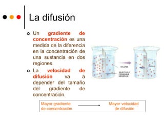 La difusión
 Un gradiente de
concentración es una
medida de la diferencia
en la concentración de
una sustancia en dos
regiones.
 La velocidad de
difusión va a
depender del tamaño
del gradiente de
concentración.
Mayor gradiente Mayor velocidad
de concentración de difusión
 