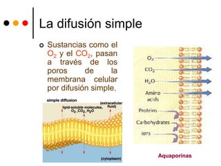 La difusión simple
 Sustancias como el
O2 y el CO2, pasan
a través de los
poros de la
membrana celular
por difusión simple.
Aquaporinas
 