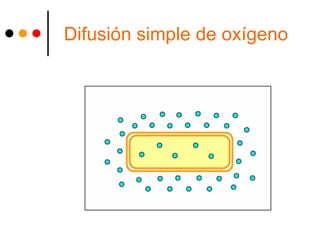 Difusión simple de oxígeno
 