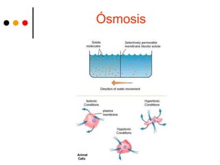 Ósmosis
 