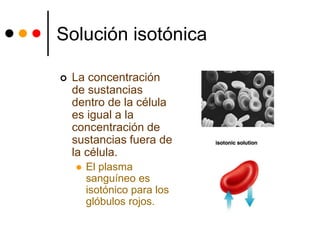 Solución isotónica
 La concentración
de sustancias
dentro de la célula
es igual a la
concentración de
sustancias fuera de
la célula.
 El plasma
sanguíneo es
isotónico para los
glóbulos rojos.
 