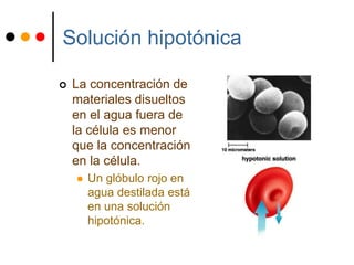 Solución hipotónica
 La concentración de
materiales disueltos
en el agua fuera de
la célula es menor
que la concentración
en la célula.
 Un glóbulo rojo en
agua destilada está
en una solución
hipotónica.
 