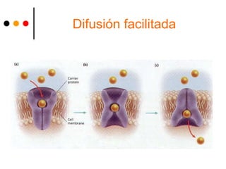 Difusión facilitada
 
