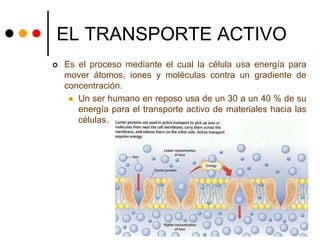 EL TRANSPORTE ACTIVO
 Es el proceso mediante el cual la célula usa energía para
mover átomos, iones y moléculas contra un gradiente de
concentración.
 Un ser humano en reposo usa de un 30 a un 40 % de su
energía para el transporte activo de materiales hacia las
células.
 
