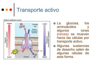 Transporte activo
 La glucosa, los
aminoácidos y
algunos iones
(raíces) se mueven
hacia las células por
transporte activo.
 Algunas sustancias
de desecho salen de
algunas células de
esta forma.
 
