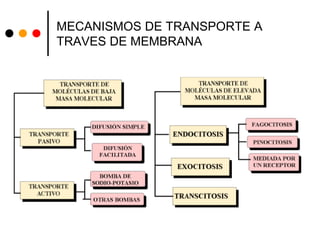 MECANISMOS DE TRANSPORTE A
TRAVES DE MEMBRANA
 