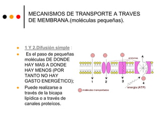 MECANISMOS DE TRANSPORTE A TRAVES
DE MEMBRANA.(moléculas pequeñas).
 1 Y 2.Difusión simple :
 Es el paso de pequeñas
moléculas DE DONDE
HAY MAS A DONDE
HAY MENOS (POR
TANTO NO HAY
GASTO ENERGÉTICO);
 Puede realizarse a
través de la bicapa
lipídica o a través de
canales proteícos.
 