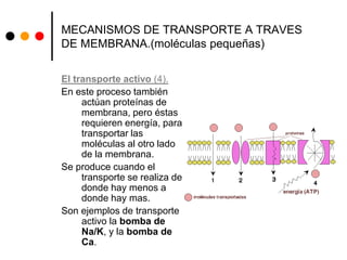MECANISMOS DE TRANSPORTE A TRAVES
DE MEMBRANA.(moléculas pequeñas)
El transporte activo (4).
En este proceso también
actúan proteínas de
membrana, pero éstas
requieren energía, para
transportar las
moléculas al otro lado
de la membrana.
Se produce cuando el
transporte se realiza de
donde hay menos a
donde hay mas.
Son ejemplos de transporte
activo la bomba de
Na/K, y la bomba de
Ca.
 