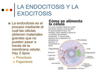 LA ENDOCITOSIS Y LA
EXOCITOSIS
 La endocitosis es el
proceso mediante el
cual las células
obtienen materiales
grandes que no
pueden pasar a
través de la
membrana celular.
Hay 2 tipos:
 Pinocitosis
 Fagocitosis
 
