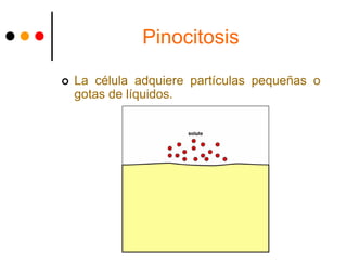 Pinocitosis
 La célula adquiere partículas pequeñas o
gotas de líquidos.
 