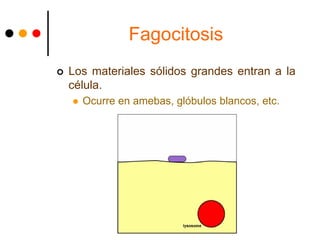 Fagocitosis
 Los materiales sólidos grandes entran a la
célula.
 Ocurre en amebas, glóbulos blancos, etc.
 