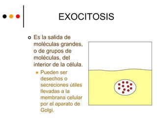 EXOCITOSIS
 Es la salida de
moléculas grandes,
o de grupos de
moléculas, del
interior de la célula.
 Pueden ser
desechos o
secreciones útiles
llevadas a la
membrana celular
por el aparato de
Golgi.
 