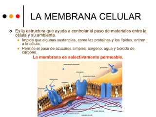 LA MEMBRANA CELULAR
 Es la estructura que ayuda a controlar el paso de materiales entre la
célula y su ambiente.
 Impide que algunas sustancias, como las proteínas y los lípidos, entren
a la célula.
 Permite el paso de azúcares simples, oxígeno, agua y bióxido de
carbono.
La membrana es selectivamente permeable.
 