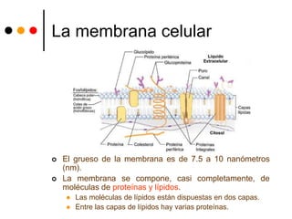 La membrana celular
 El grueso de la membrana es de 7.5 a 10 nanómetros
(nm).
 La membrana se compone, casi completamente, de
moléculas de proteínas y lípidos.
 Las moléculas de lípidos están dispuestas en dos capas.
 Entre las capas de lípidos hay varias proteínas.
 