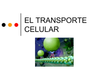 EL TRANSPORTE
CELULAR
 