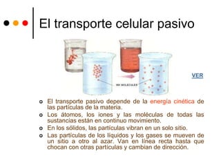  El transporte pasivo depende de la energía cinética de
las partículas de la materia.
 Los átomos, los iones y las moléculas de todas las
sustancias están en continuo movimiento.
 En los sólidos, las partículas vibran en un solo sitio.
 Las partículas de los líquidos y los gases se mueven de
un sitio a otro al azar. Van en línea recta hasta que
chocan con otras partículas y cambian de dirección.
El transporte celular pasivo
VER
 