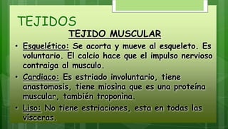 TEJIDOS
TEJIDO MUSCULAR
• Esquelético: Se acorta y mueve al esqueleto. Es
voluntario. El calcio hace que el impulso nervioso
contraiga al musculo.
• Cardiaco: Es estriado involuntario, tiene
anastomosis, tiene miosìna que es una proteína
muscular, también troponìna.
• Liso: No tiene estriaciones, esta en todas las
vísceras.
 