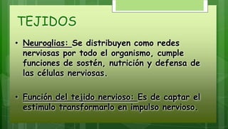 TEJIDOS
• Neuroglias: Se distribuyen como redes
nerviosas por todo el organismo, cumple
funciones de sostén, nutrición y defensa de
las células nerviosas.
• Función del tejido nervioso: Es de captar el
estimulo transformarlo en impulso nervioso.
 