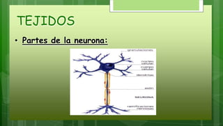 TEJIDOS
• Partes de la neurona:
 
