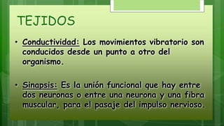 TEJIDOS
• Conductividad: Los movimientos vibratorio son
conducidos desde un punto a otro del
organismo.
• Sinapsis: Es la unión funcional que hay entre
dos neuronas o entre una neurona y una fibra
muscular, para el pasaje del impulso nervioso.
 