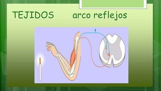 TEJIDOS arco reflejos
 