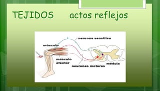 TEJIDOS actos reflejos
 
