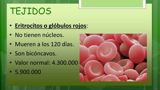 TEJIDOS
• Eritrocitos o glóbulos rojos:
• No tienen núcleos.
• Mueren a los 120 días.
• Son bicóncavos.
• Valor normal: 4.300.000 a
• 5.900.000
 