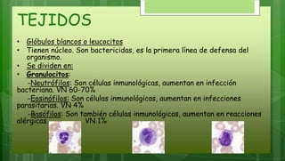 TEJIDOS
• Glóbulos blancos o leucocitos
• Tienen núcleo. Son bactericidas, es la primera línea de defensa del
organismo.
• Se dividen en:
• Granulocitos:
-Neutrófilos: Son células inmunológicas, aumentan en infección
bacteriana. VN 60-70%
-Eosinófilos: Son células inmunológicas, aumentan en infecciones
parasitarias. VN 4%
-Basófilos: Son también células inmunológicas, aumentan en reacciones
alérgicas. VN 1%
 