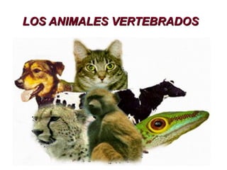 LOS ANIMALES VERTEBRADOS

 