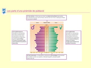 Les parts d’una piràmide de població 