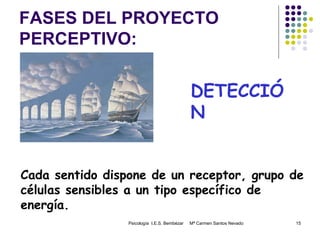 FASES DEL PROYECTO PERCEPTIVO: Psicología  I.E.S. Bembézar  Mª Carmen Santos Nevado DETECCIÓN Cada sentido dispone de un receptor, grupo de células sensibles a un tipo específico de energía. 