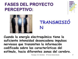 FASES DEL PROYECTO PERCEPTIVO: Psicología  I.E.S. Bembézar  Mª Carmen Santos Nevado TRANSMISIÓN Cuando la energía electroquímica tiene la suficiente intensidad desencadena impulsos nerviosos que transmiten la información codificada sobre las características del estímulo, hacia diferentes zonas del cerebro. 