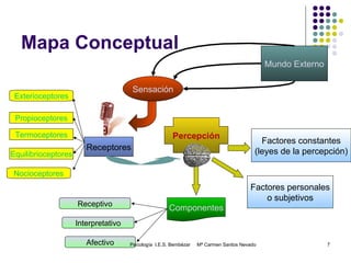 Mapa Conceptual Mundo Externo Sensación Receptores Exterioceptores Termoceptores Equilibrioceptores Propioceptores Nocioceptores Percepción Componentes Receptivo Interpretativo Afectivo Factores personales o subjetivos Factores constantes (leyes de la percepción) Psicología  I.E.S. Bembézar  Mª Carmen Santos Nevado 