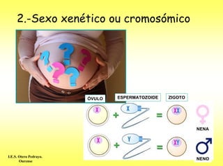 2.-Sexo xenético ou cromosómico




                        ÓVULO   ESPERMATOZOIDE   ZIGOTO




                                                          NENA




I.E.S. Otero Pedrayo.
       Ourense
                                                          NENO
 