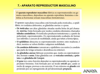 7.- APARATO REPRODUCTOR MASCULINO
 