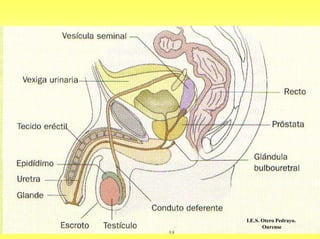 I.E.S. Otero Pedrayo.
       Ourense
 