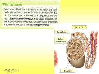 I.E.S. Otero Pedrayo.
       Ourense
 
