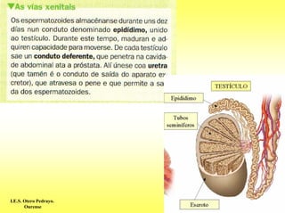 I.E.S. Otero Pedrayo.
       Ourense
 