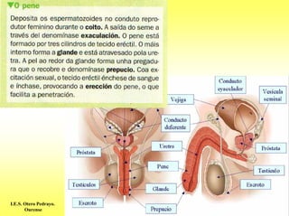 I.E.S. Otero Pedrayo.
       Ourense
 