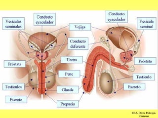 I.E.S. Otero Pedrayo.
       Ourense
 